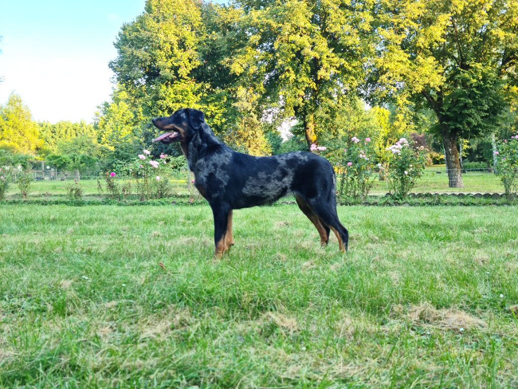 Poupee Des Terres De Tournay